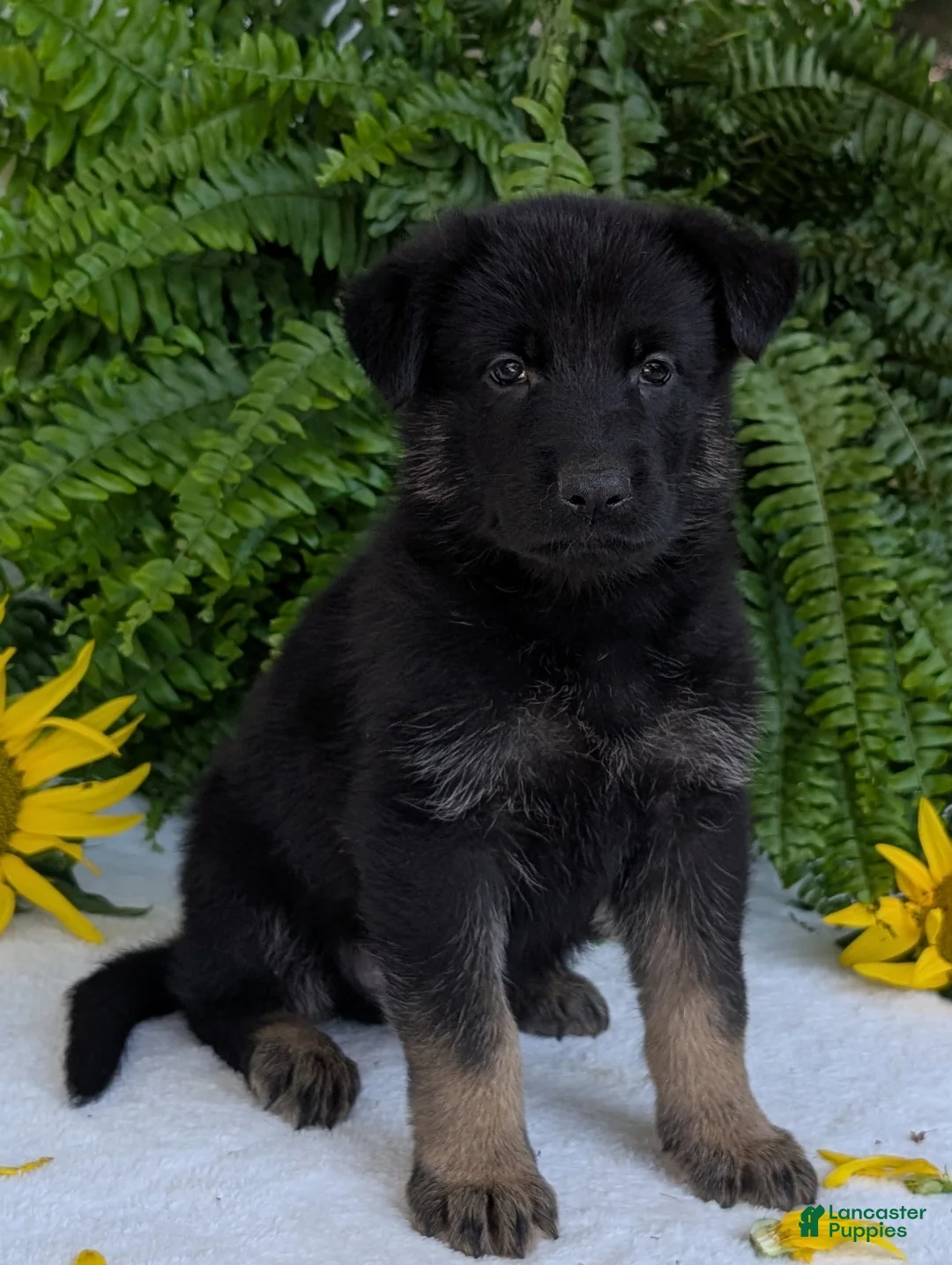 German Shepherd dogs for sale: Denzel  - Ad 1