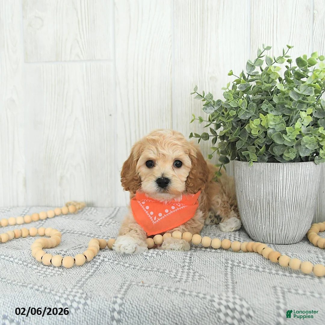 Cockapoo dogs for sale: Brody EXTRA SMALL - Ad 4