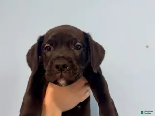 Mixed Breed dogs Tank - Ad 3