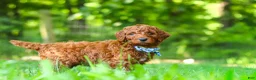 Standard Poodle dogs for sale: Cooper - Ad 7