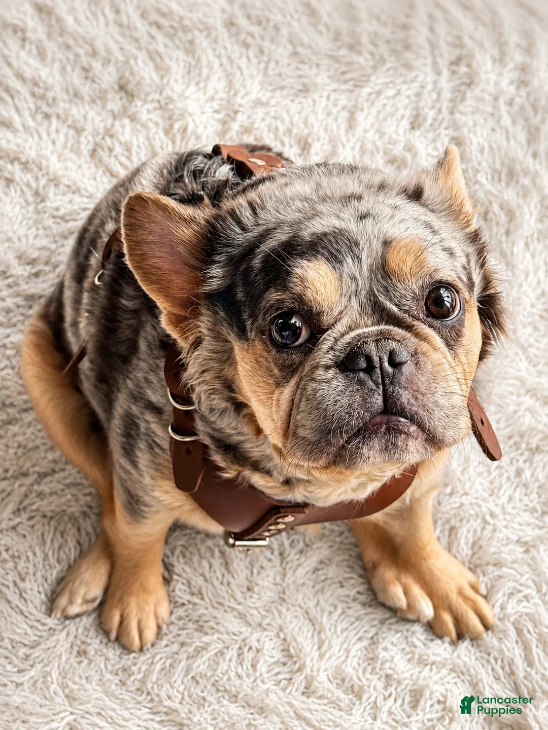 French Bulldog dogs for sale: French Bulldog Puppy 2 - Ad 4