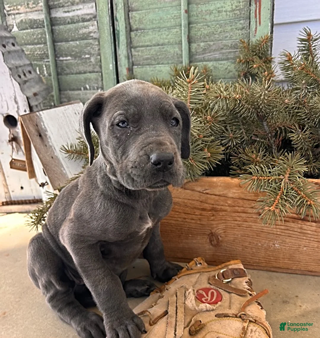 Great Dane dogs for sale: Raine - Ad 3