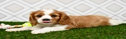 Cavalier King Charles Spaniel dogs for sale: Sarge  - Ad 5