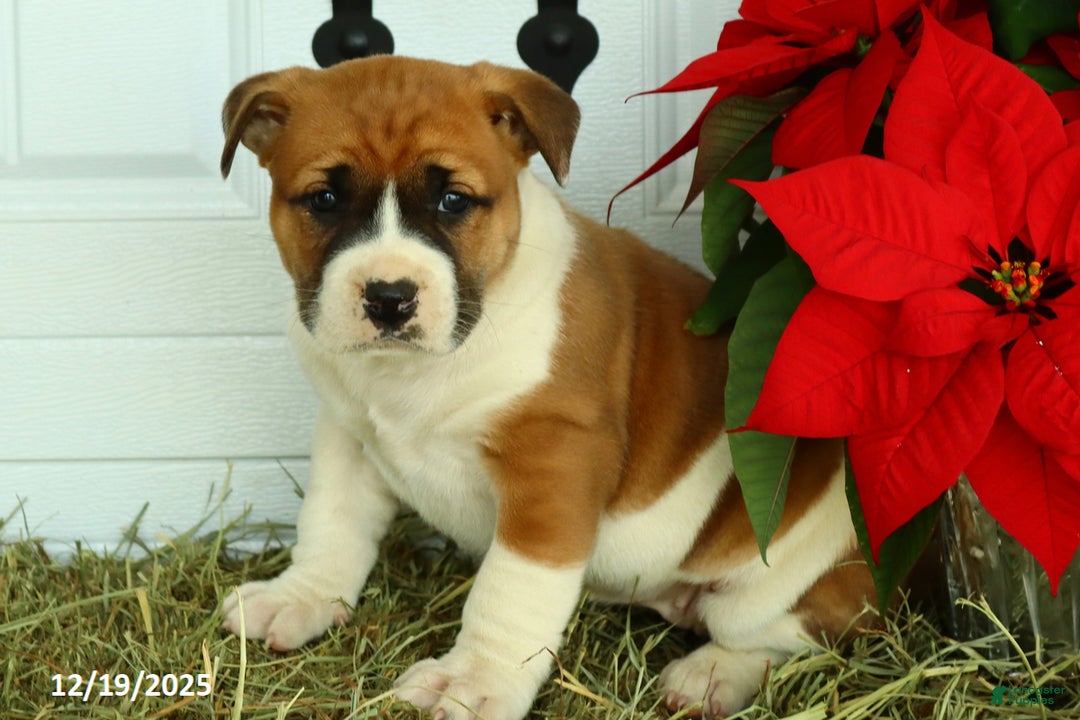 Mixed Breed dogs for sale: Stacey - Ad 4