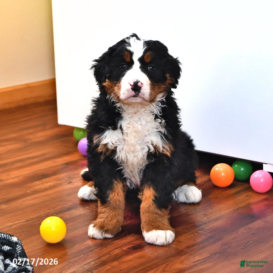 Bernese Mountain Dog dogs Jasmine - Ad 1