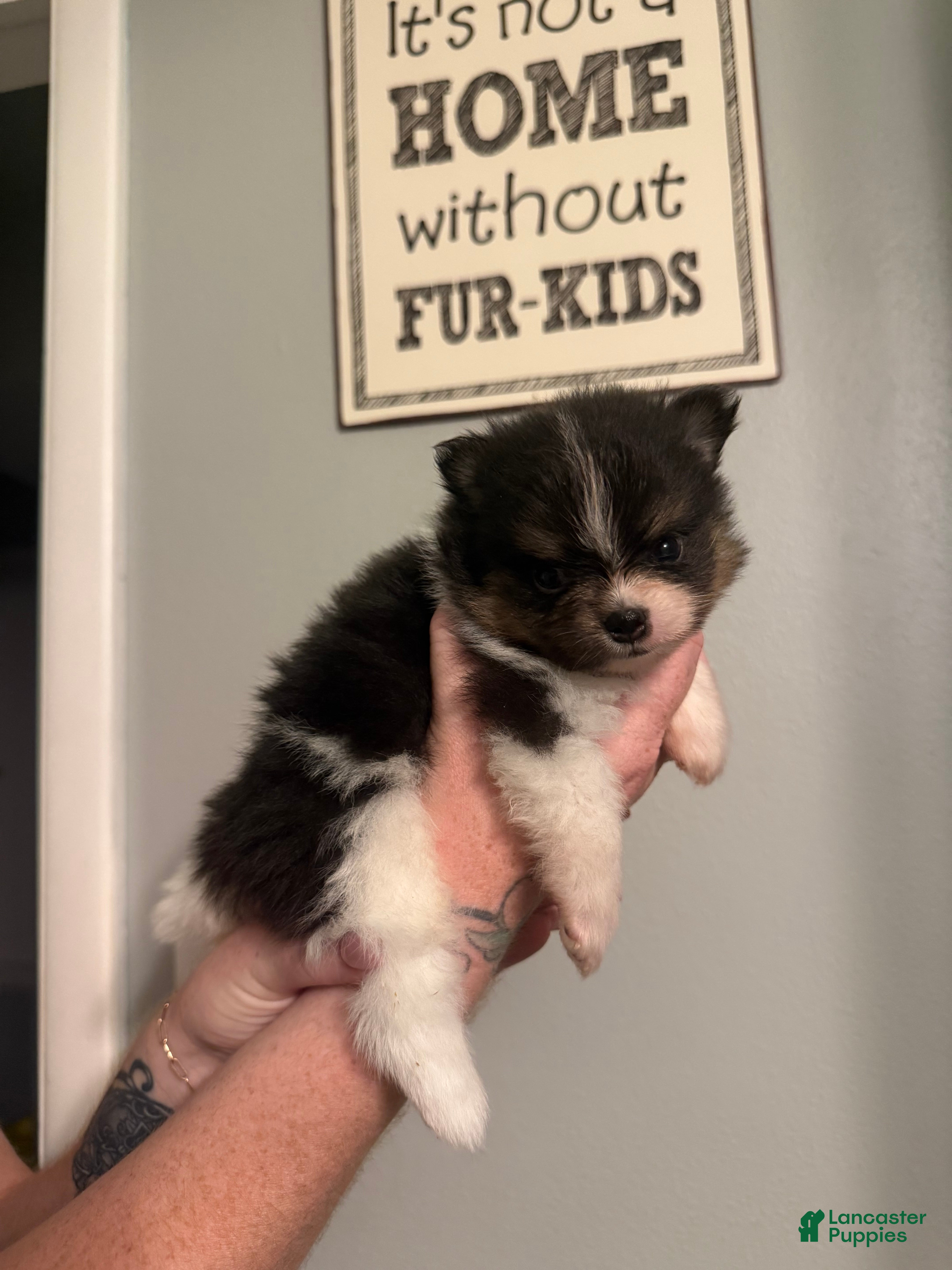 Pomeranian dogs Half Pint - Ad 1