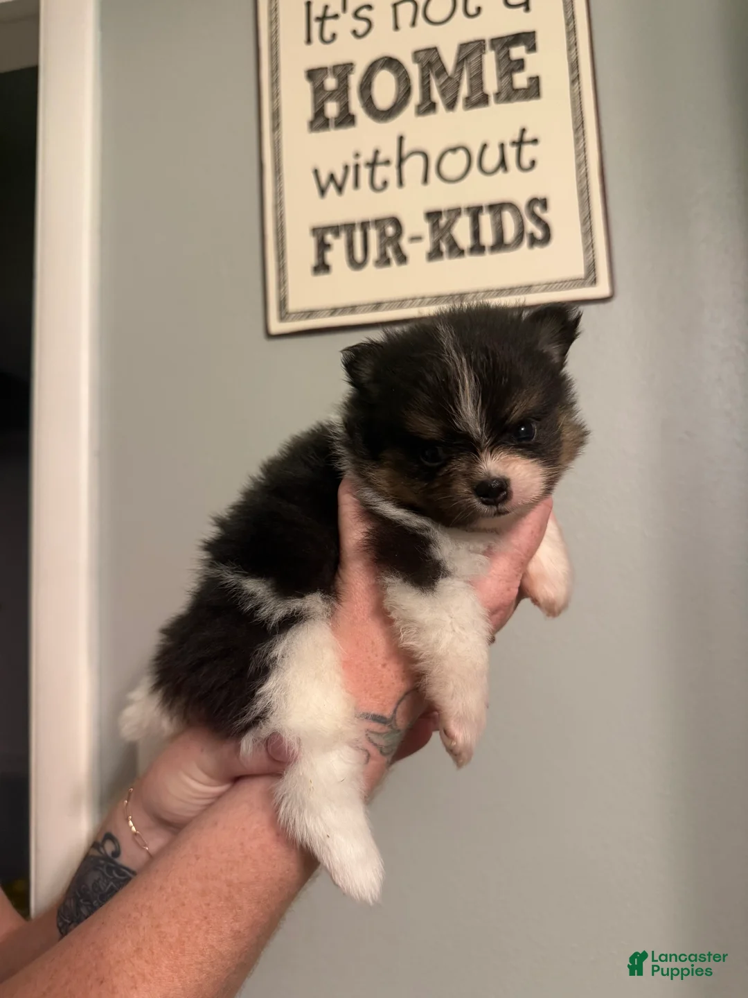 Pomeranian dogs for sale: Half Pint - Ad 1