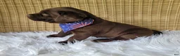 Labrador Retriever dogs for sale: Tucker - Ad 5