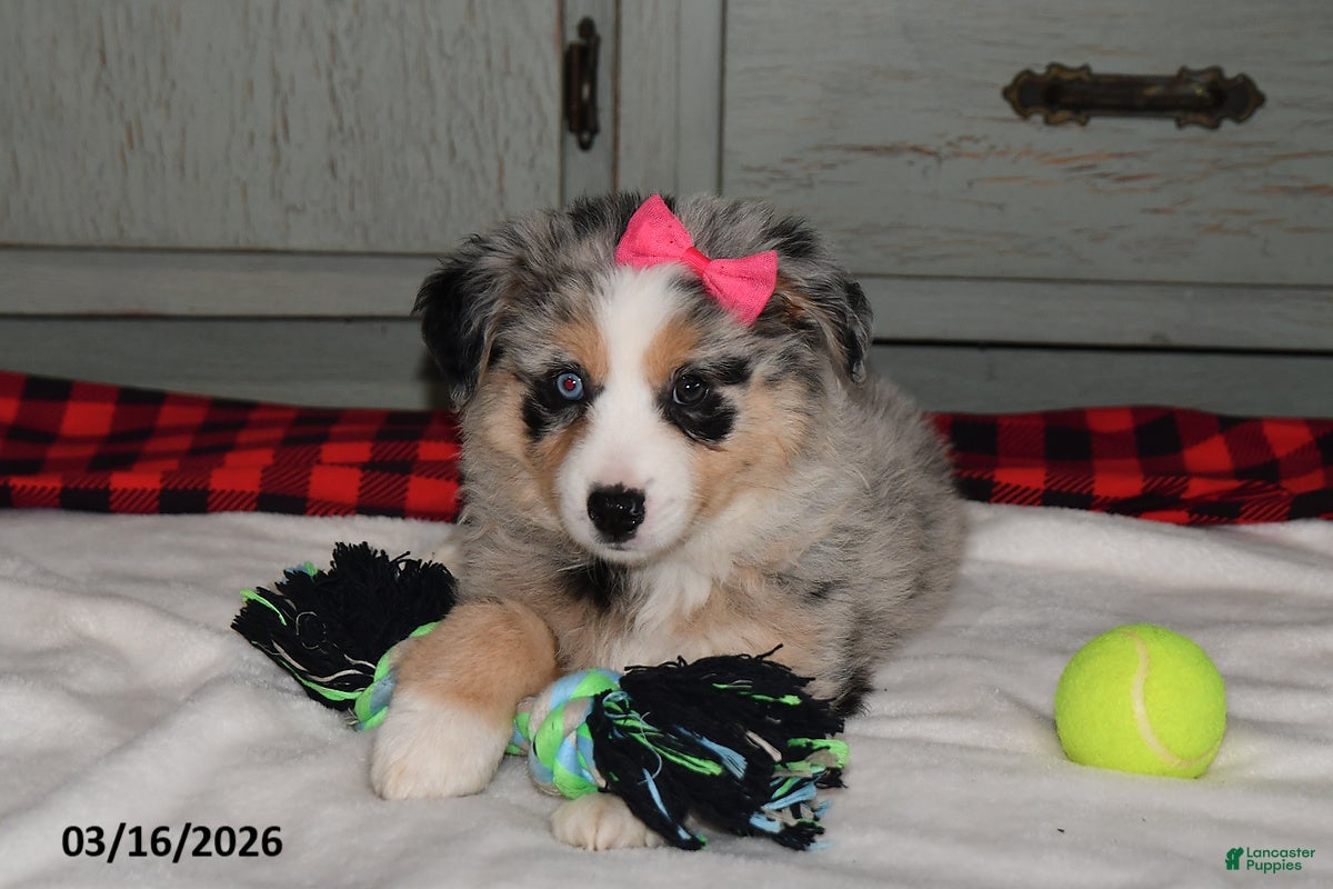 Australian Shepherd dogs Lexi  - Ad 2