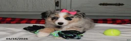 Australian Shepherd dogs for sale: Lexi  - Ad 2