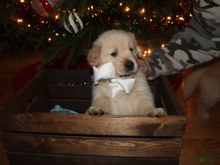 Golden Retriever dogs Golden Retriever Puppy white - Ad 13