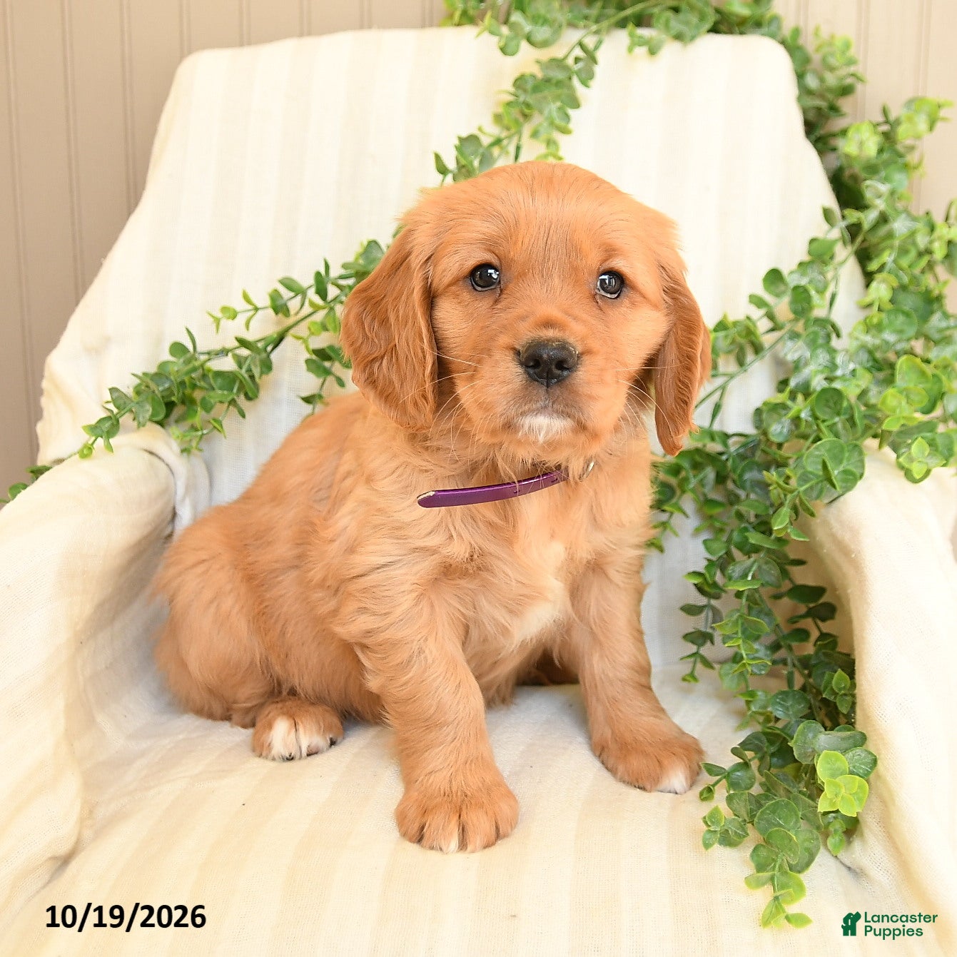 Miniature Golden Retriever dogs for sale: Mimmy - Ad 2
