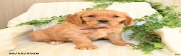 Miniature Golden Retriever dogs for sale: Mimmy - Ad 2