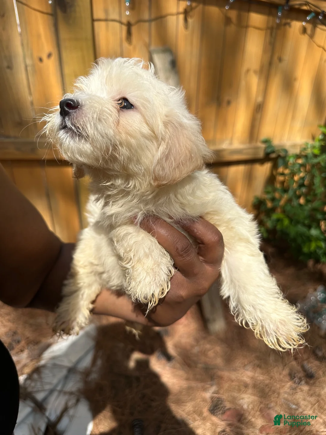 Maltipoo dogs for sale: buttercup Maltipoo 3 - Ad 2