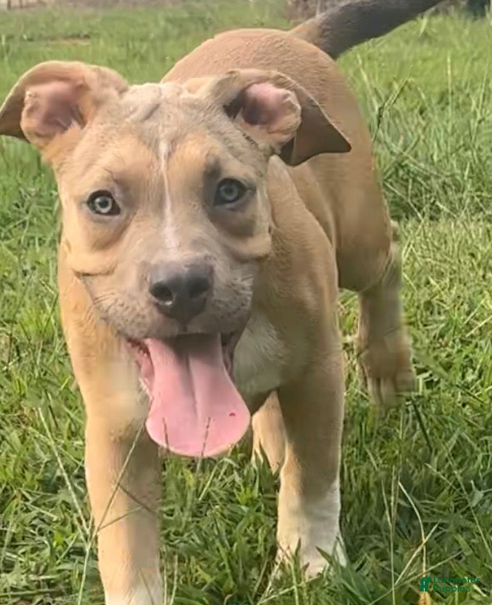 American Bully dogs Jax - Ad 34