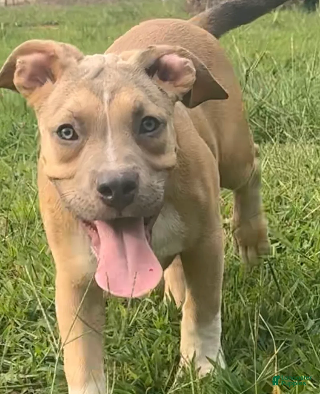 American Bully dogs for sale: Jax - Ad 1