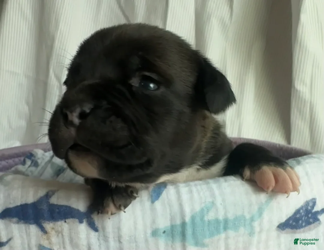 American Bully dogs for sale: American Bully 6 - Ad 2