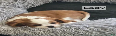 Cavalier King Charles Spaniel 3