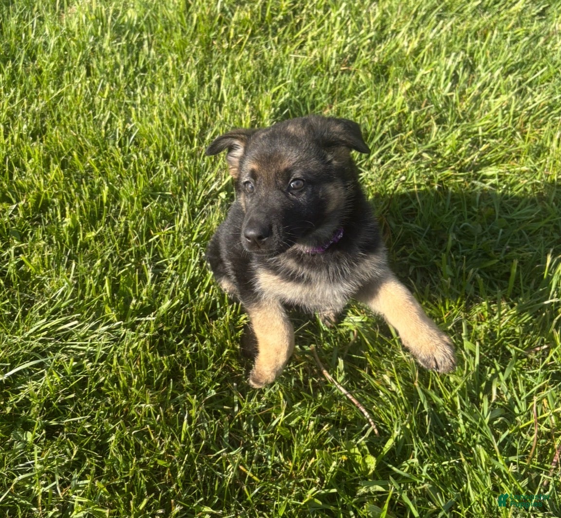 German Shepherd dogs Purple Collar Female  - Ad 2