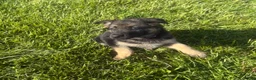 German Shepherd dogs for sale: Purple Collar Female  - Ad 2