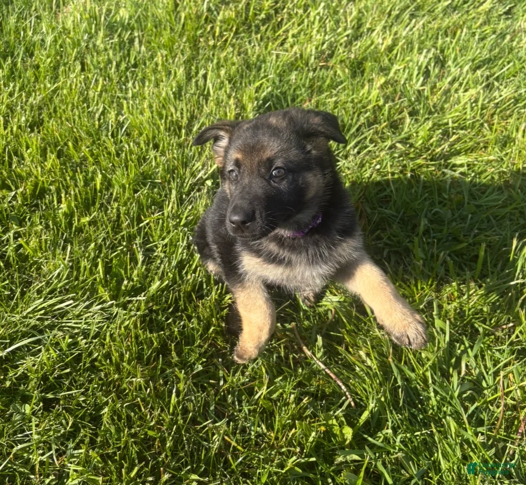 German Shepherd dogs for sale: Purple Collar Female  - Ad 2