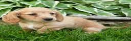 Miniature Dachshund dogs for sale: Twinkle - Ad 4