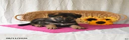 German Shepherd dogs for sale: Trixi  - Ad 4