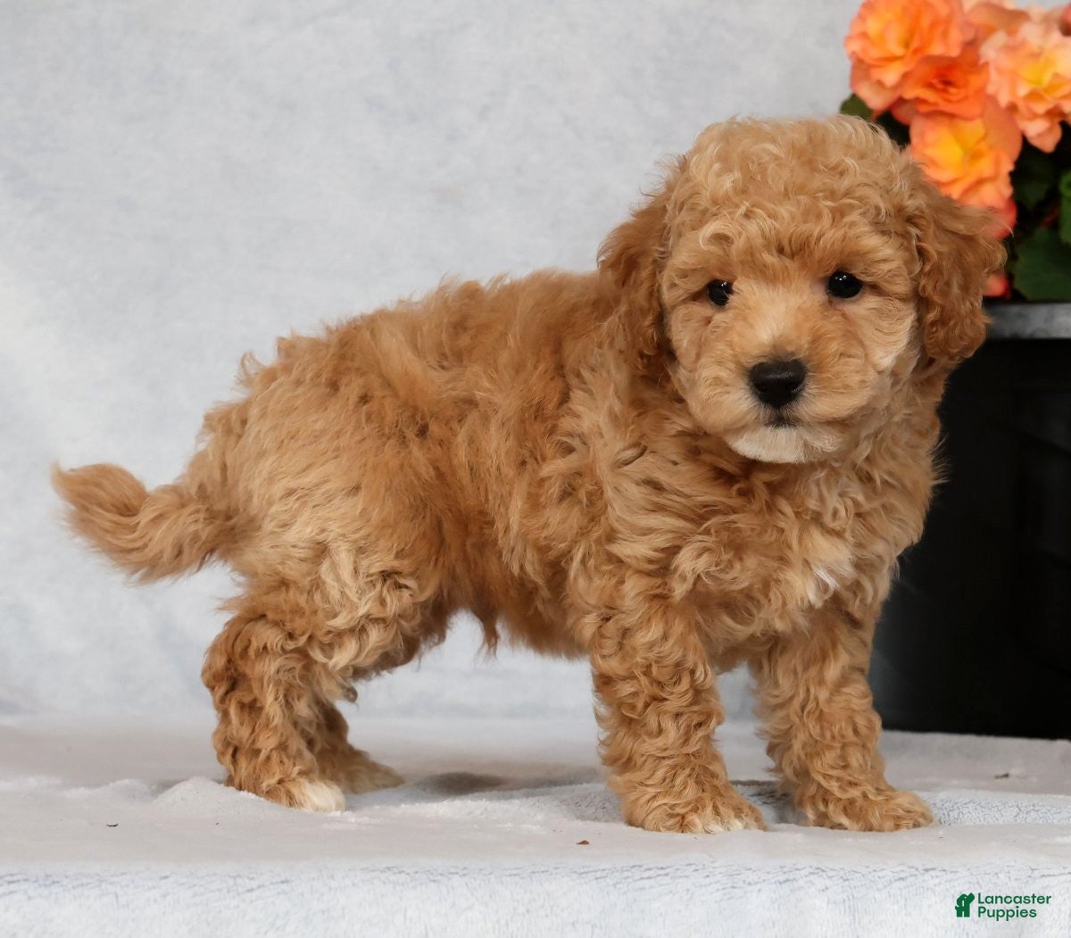 Bichpoo dogs Gander - Ad 1