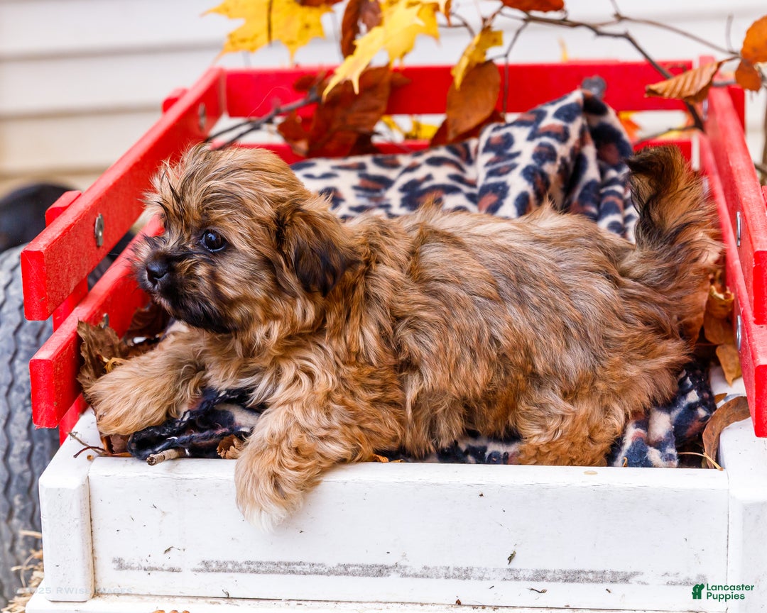 Shorkie dogs for sale: Lynette - Ad 5