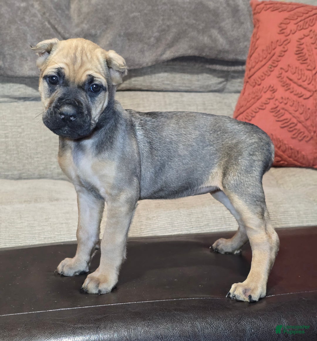 Cane Corso dogs for sale: Cane Corso Puppy 11 - Ad 1