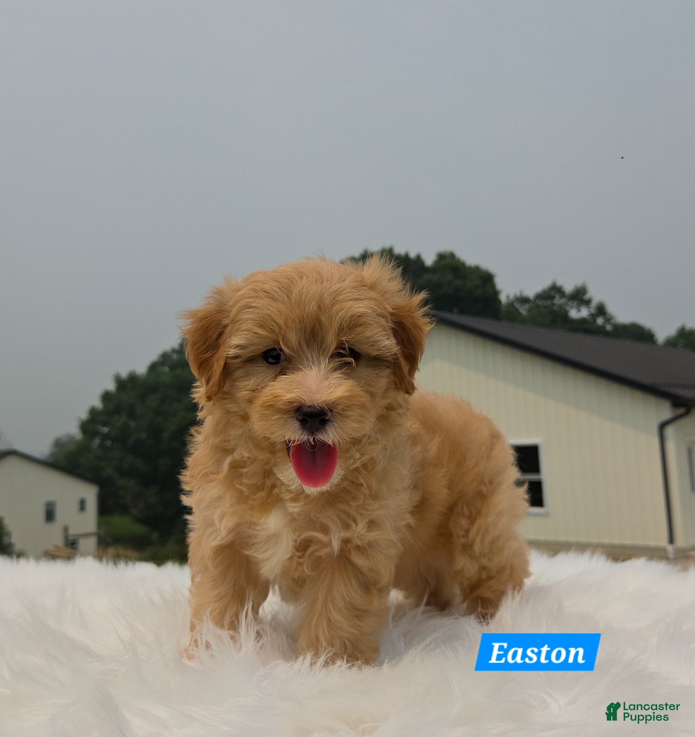 Maltipoo dogs Easton - Ad 2