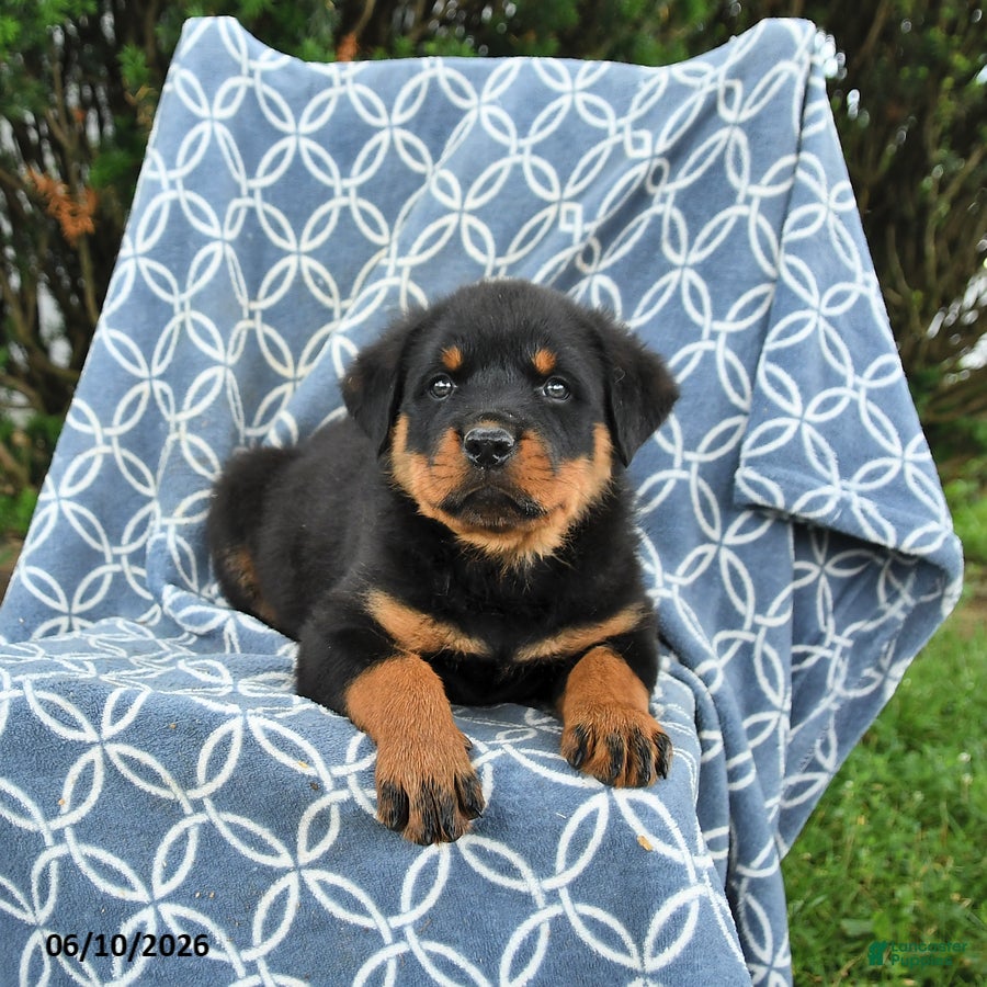 Rottweiler dogs Max - Ad 2