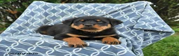 Rottweiler dogs for sale: Max - Ad 2