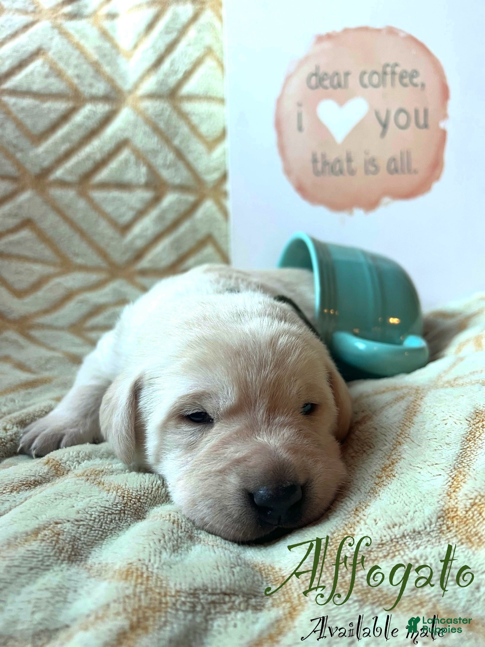 Labrador Retriever dogs Affogato  - Ad 10