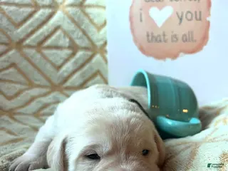 Labrador Retriever dogs Affogato - Ad 10