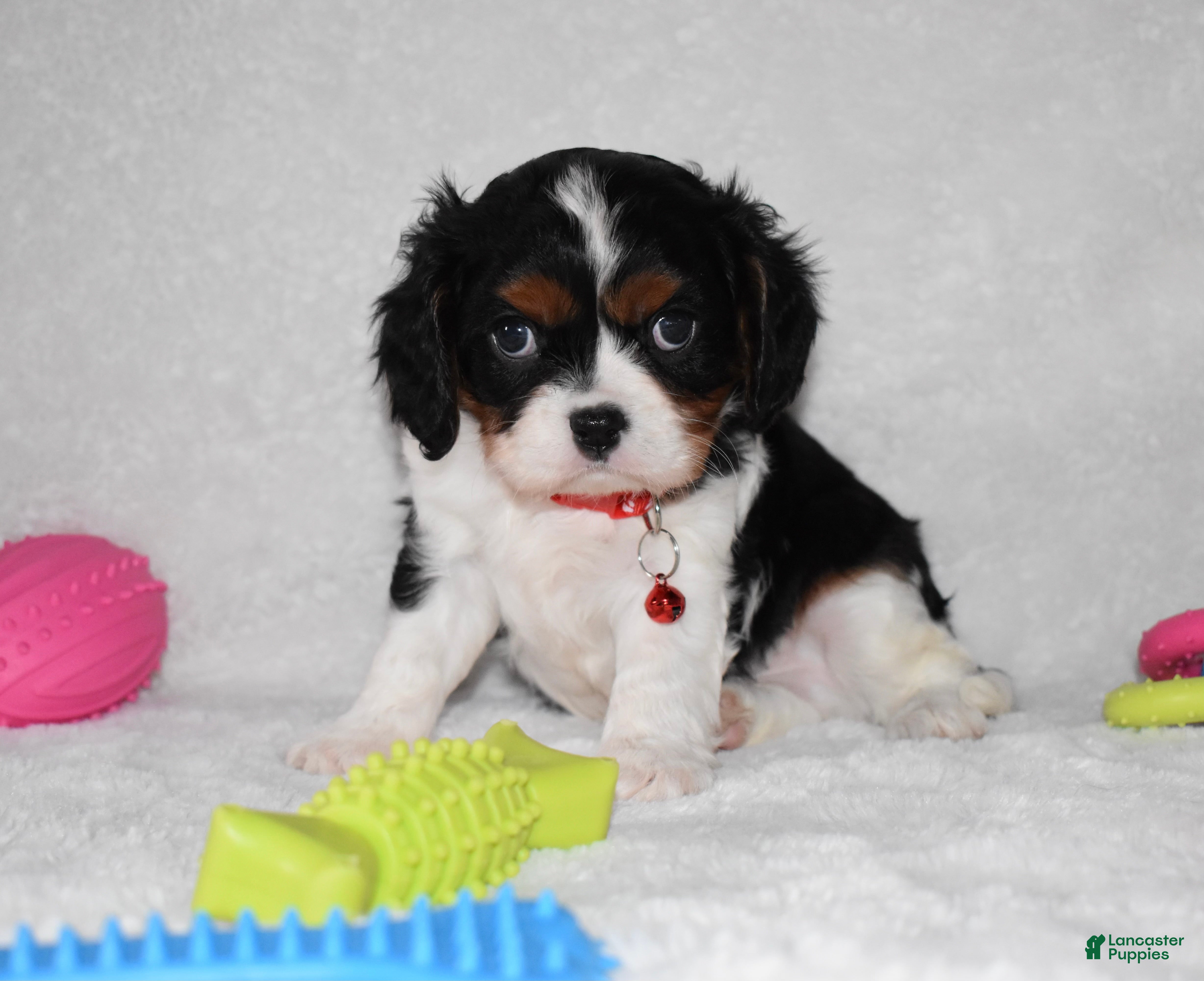Cavalier King Charles Spaniel dogs Quentin - Ad 40