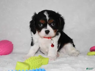 Cavalier King Charles Spaniel dogs Quentin - Ad 40