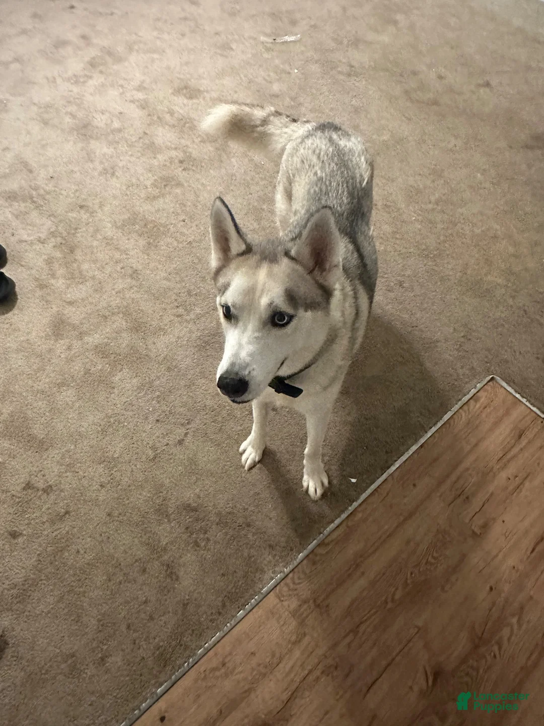 Siberian Husky dogs for sale: Siberian Husky 1 - Ad 1