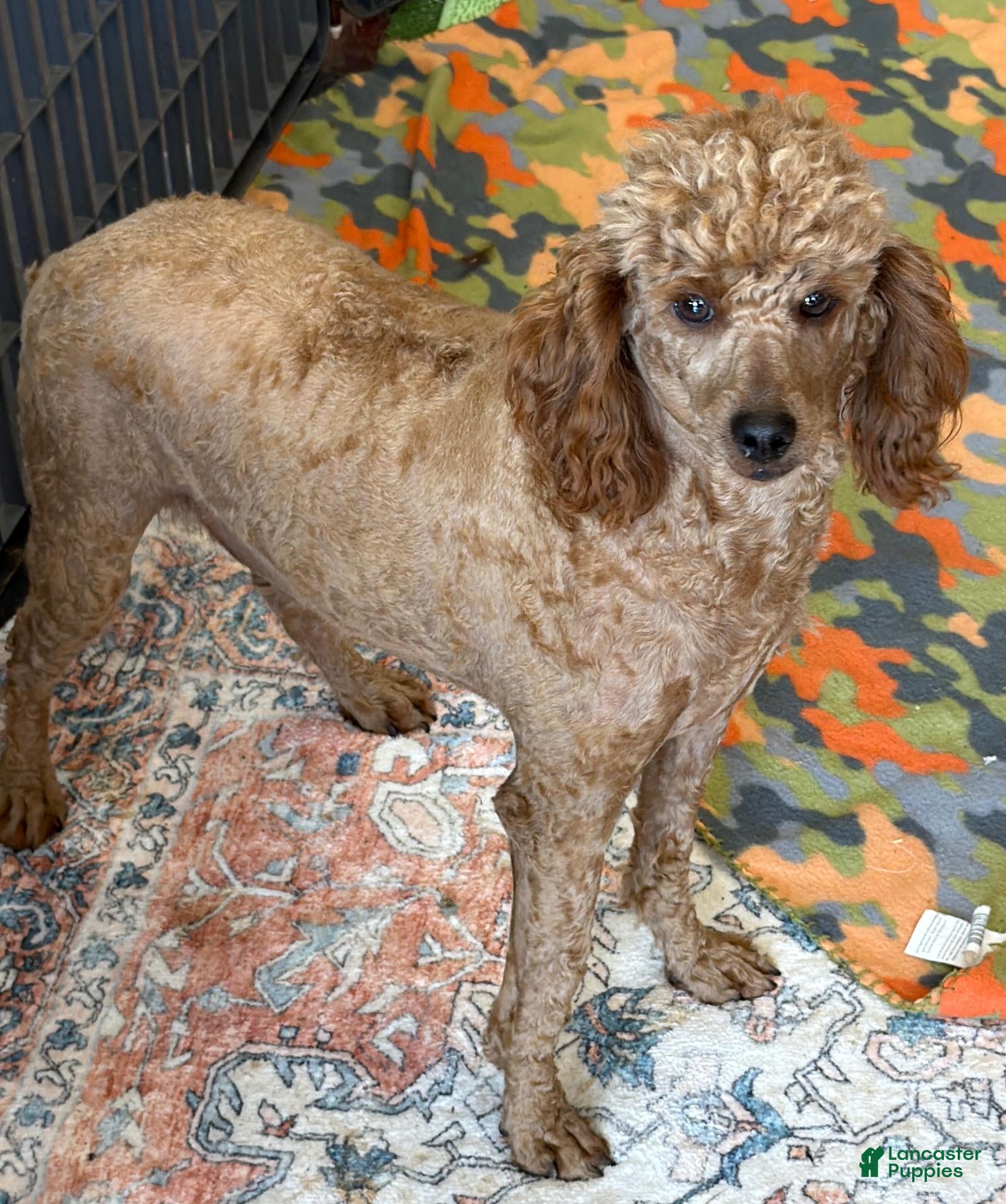 Miniature Poodle dogs Brent - Ad 40