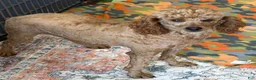 Miniature Poodle dogs for sale: Brent - Ad 1
