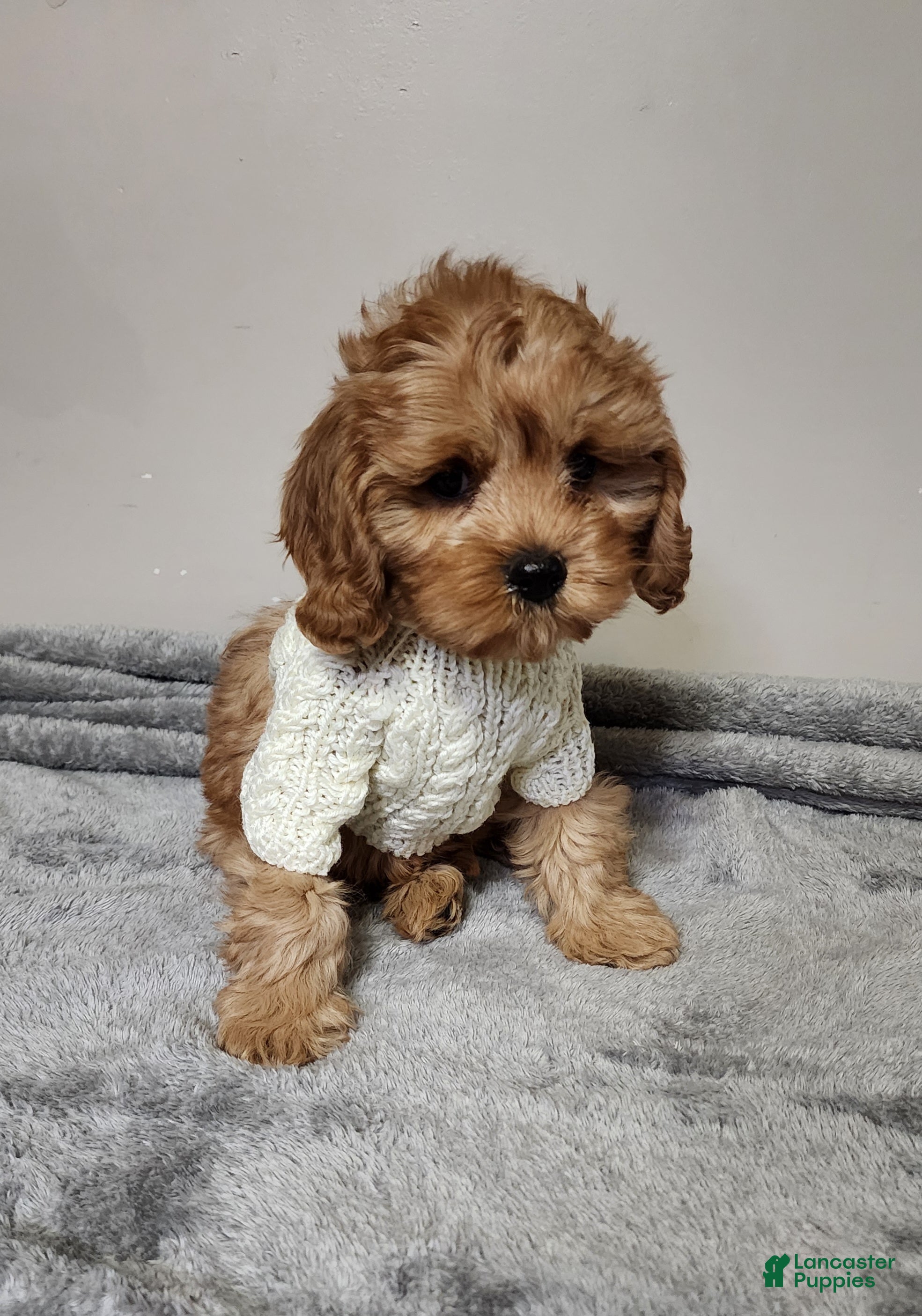 Cavapoo dogs Hershey - Ad 1