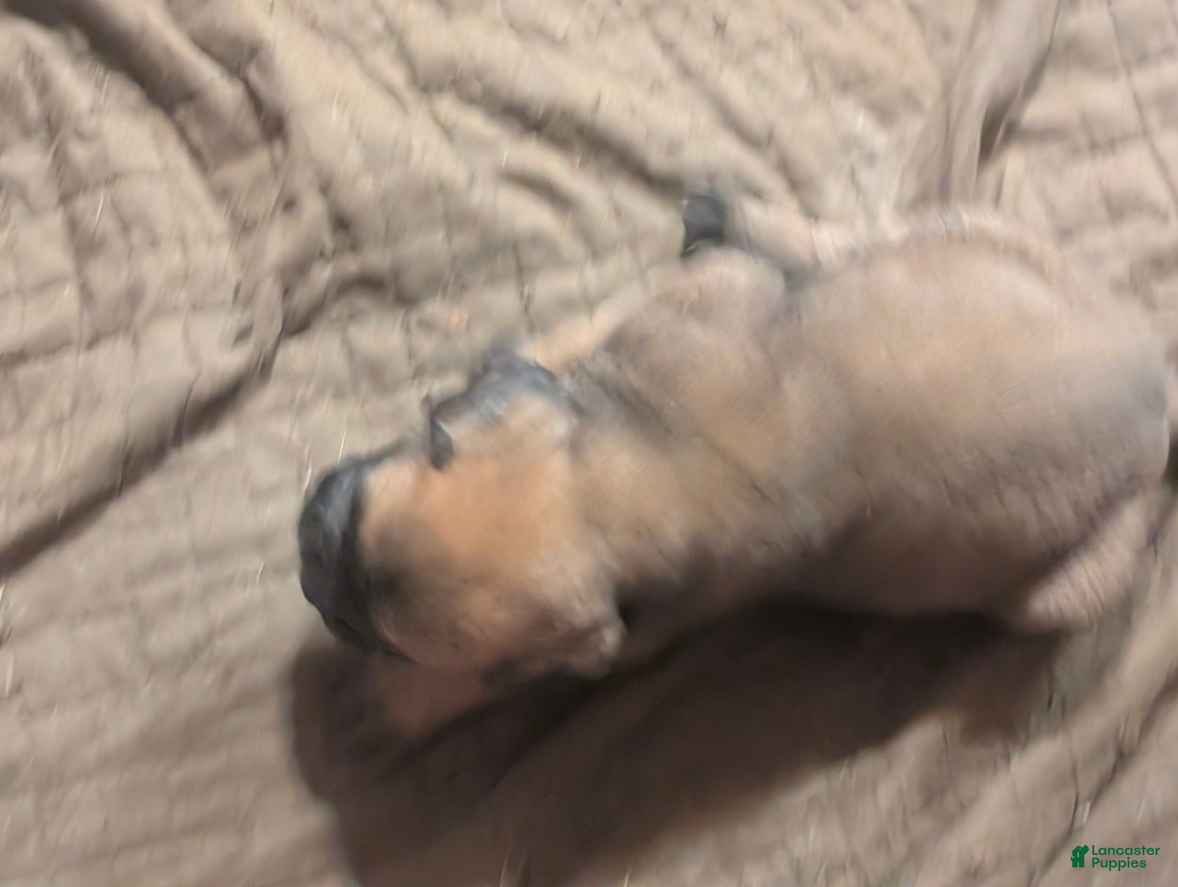 Bullmastiff dogs Bullmastiff Puppy 2 - Ad 1