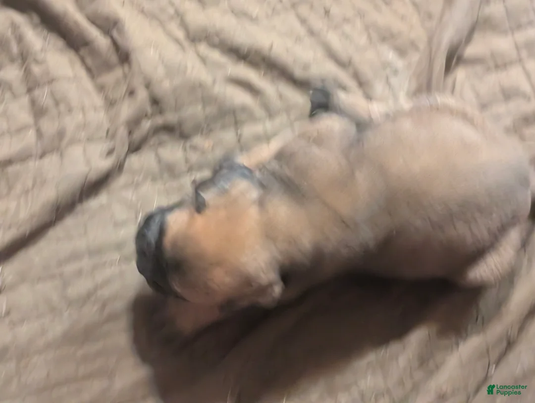 Bullmastiff dogs for sale: Bullmastiff Puppy 2 - Ad 1