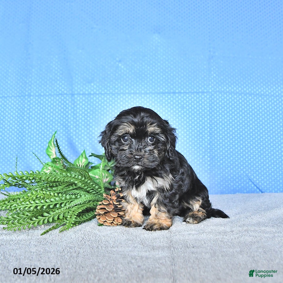 Cavapoo dogs Mandi - Ad 31