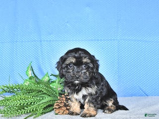 Cavapoo dogs Mandi - Ad 31