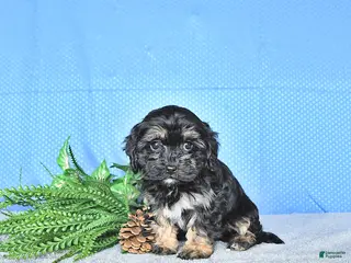 Cavapoo dogs Mandi - Ad 2