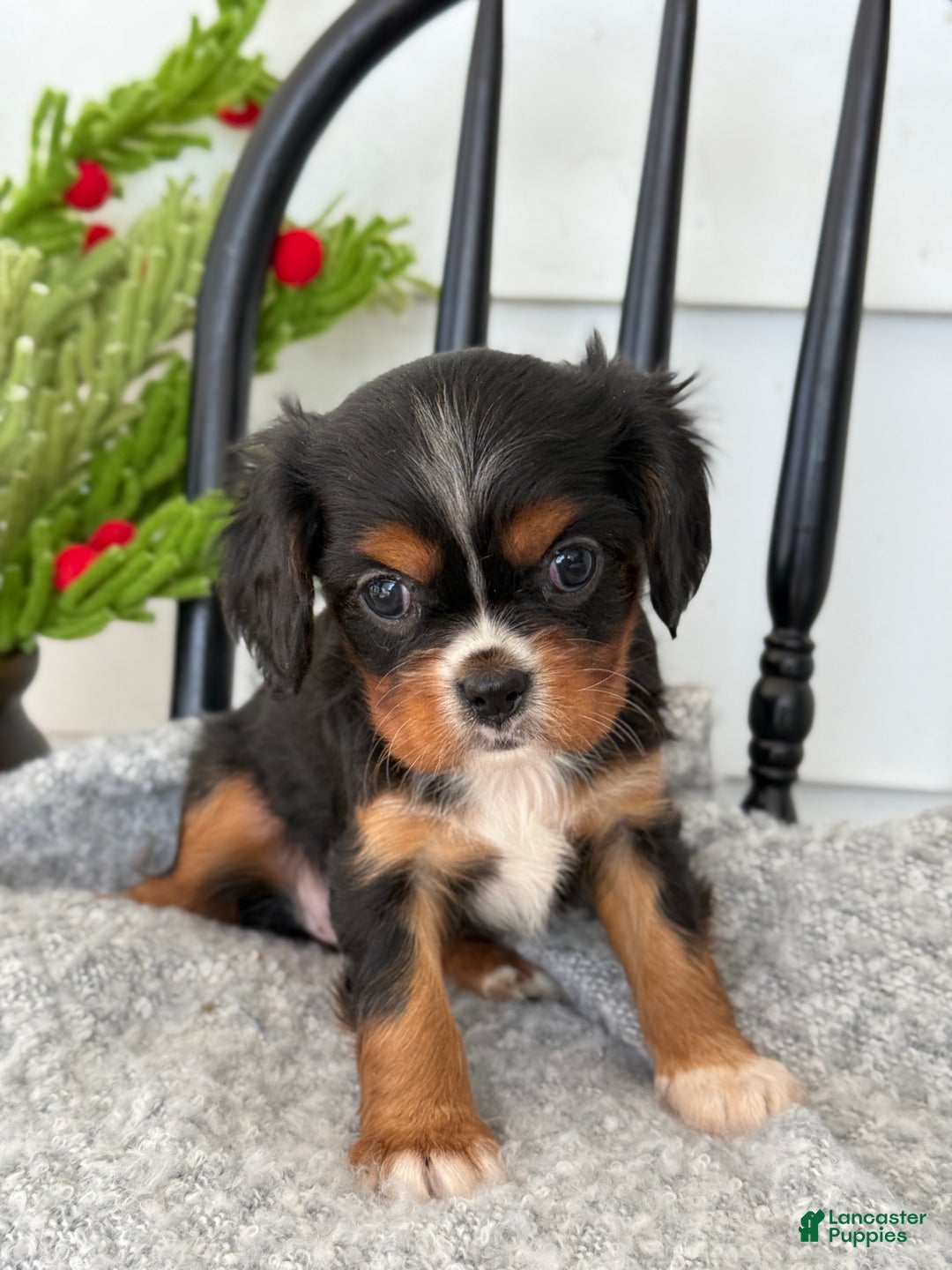 Cavalier King Charles Spaniel dogs for sale: Winifred - Ad 1