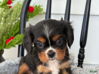 Cavalier King Charles Spaniel dogs Winifred - Ad 16