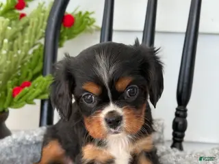 Cavalier King Charles Spaniel dogs Winifred - Ad 24