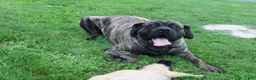English Mastiff dogs for sale: Rose - Ad 5